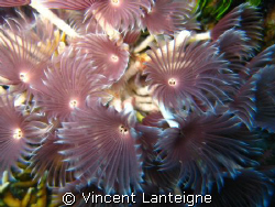 worms, in sandborne channel , TCI,
flowers of the seas... by Vincent Lanteigne 